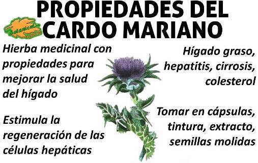 CARDO MARIANO x2 UNIDADES